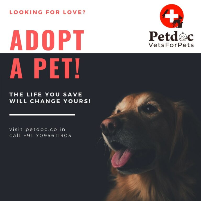 pet adoption near me 768x768