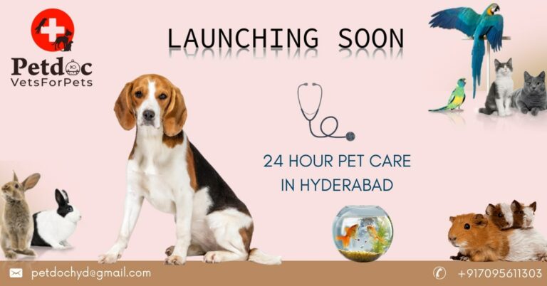 pet clinic services near me 768x402