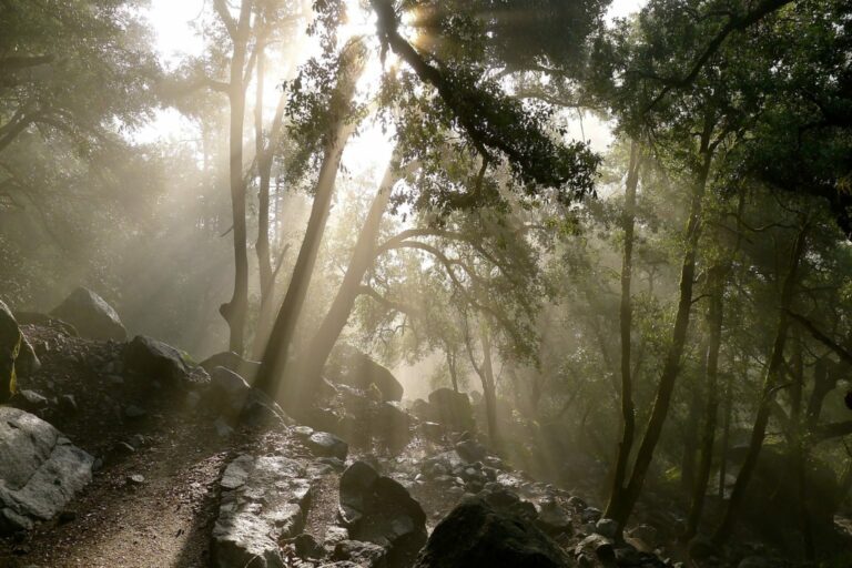 ENVIRONMENT 768x512