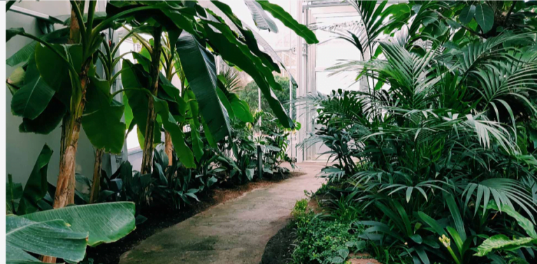 gardening sydney 768x377