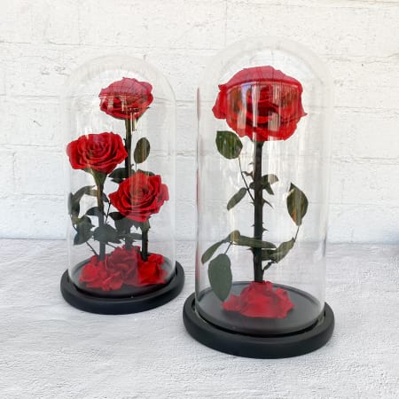 Belle Everlasting Rose