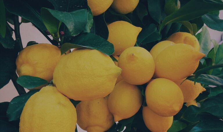 Fruit and Veg Wholesalers MD Provodores 768x456