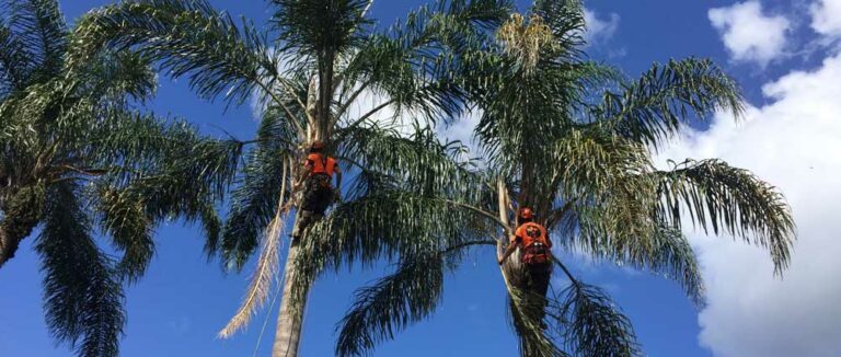 Palm Tree removal 2 768x326