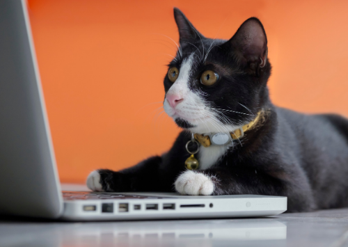SEO Training