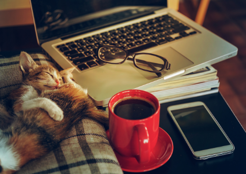 SEO for Business owners