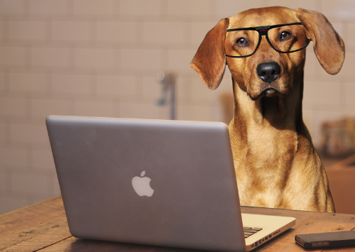 SEO training for small business websites