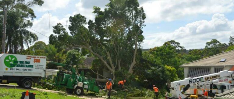 Tree Lobbing 1 768x326