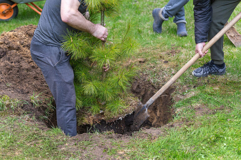 ace tree service tree planting and replacement 1 orig 768x512