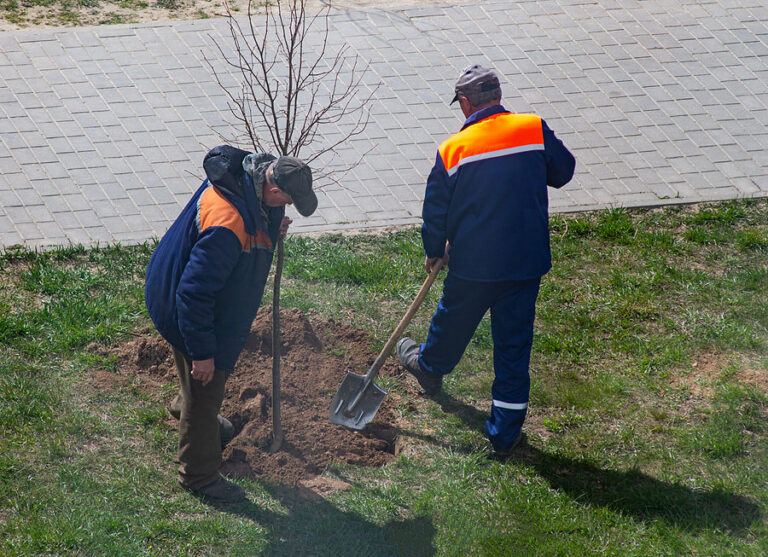 ace tree service tree planting and replacement 2 768x557