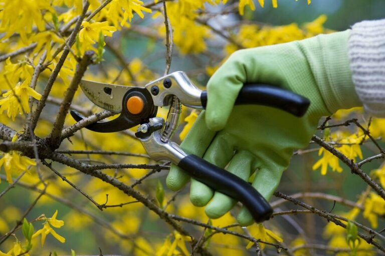 ace tree service tree pruning 1 orig 768x511