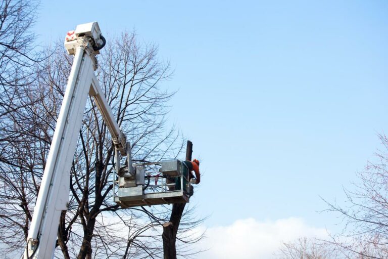ace tree service tree trimming 1 orig 768x512