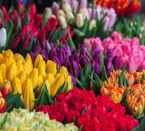 flower2 1