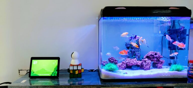 Aquarium 768x350
