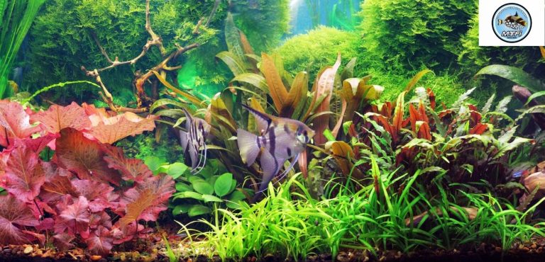 Melbourne Tropical Fish 1 768x370