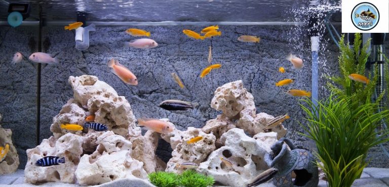 Melbourne Tropical Fish 2 768x370