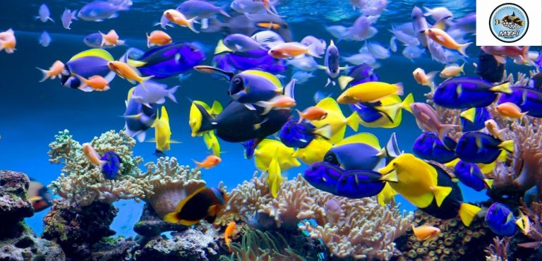 Melbourne Tropical Fish 3 768x370