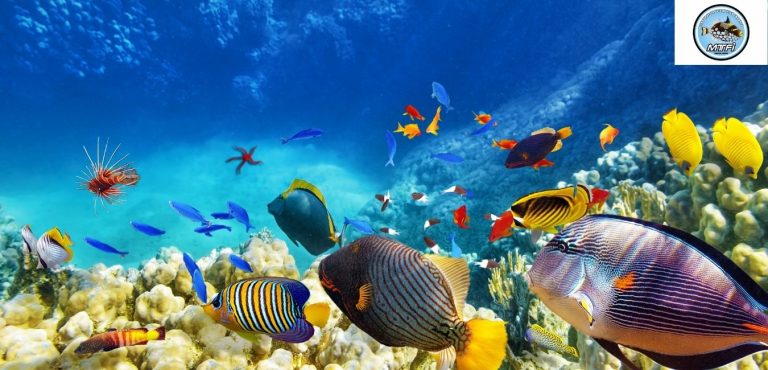 Melbourne Tropical Fish 768x370