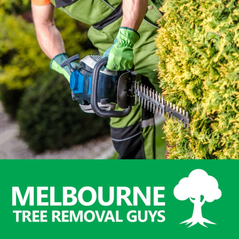There are various reasons why your trees would require a good trim 768x768