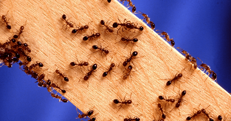 09 05 19 pest control chemicals 768x402