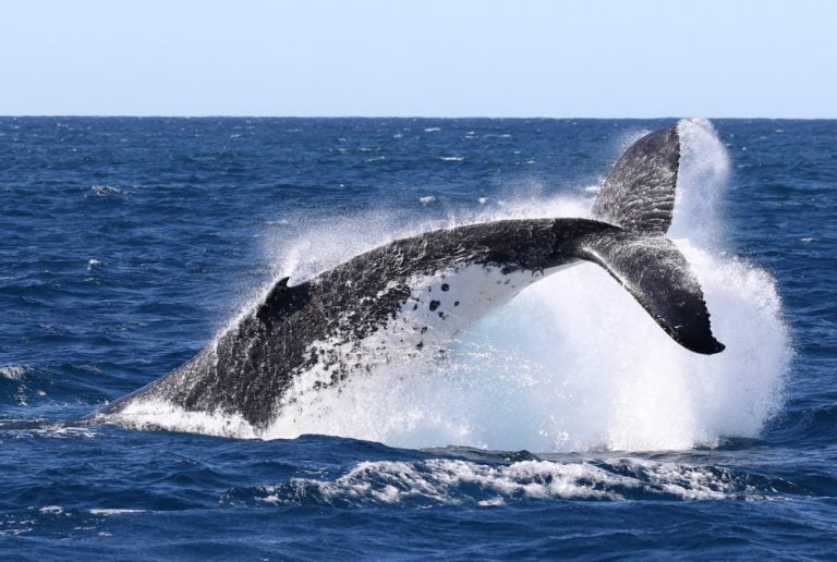 Humpback Whale Tail 0Y7A4744 768x516