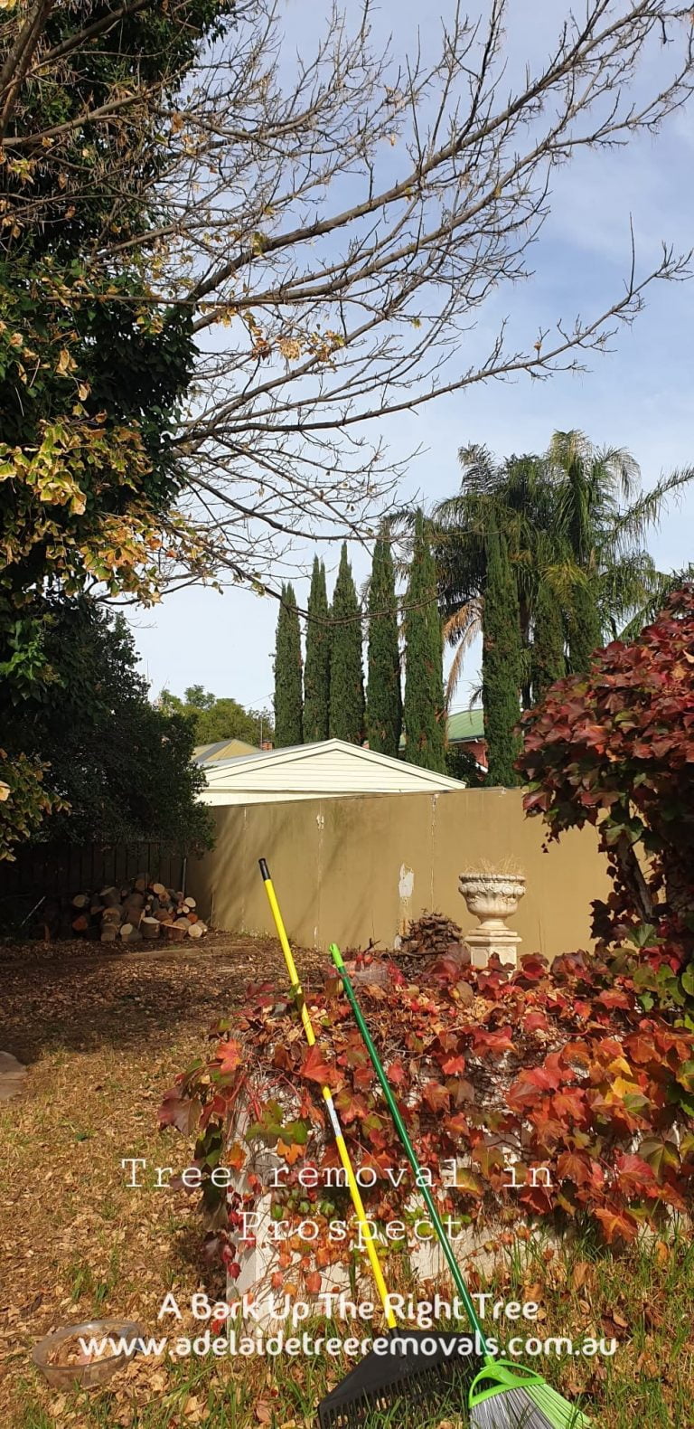 Stump Removal Adelaide 768x1580