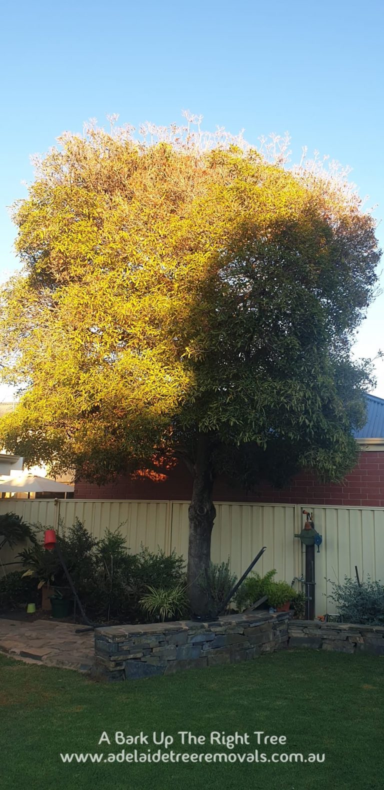 Tree Cutting Adelaide 768x1580