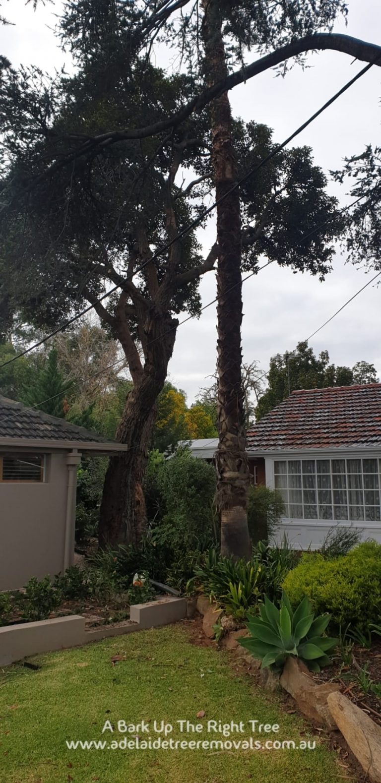 Tree Loppers Adelaide 768x1579