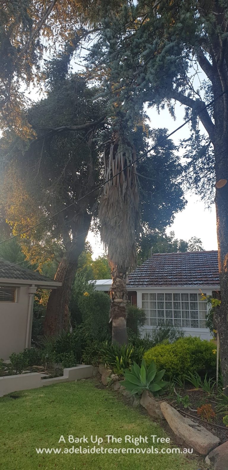 Tree Removal Adelaide 768x1580