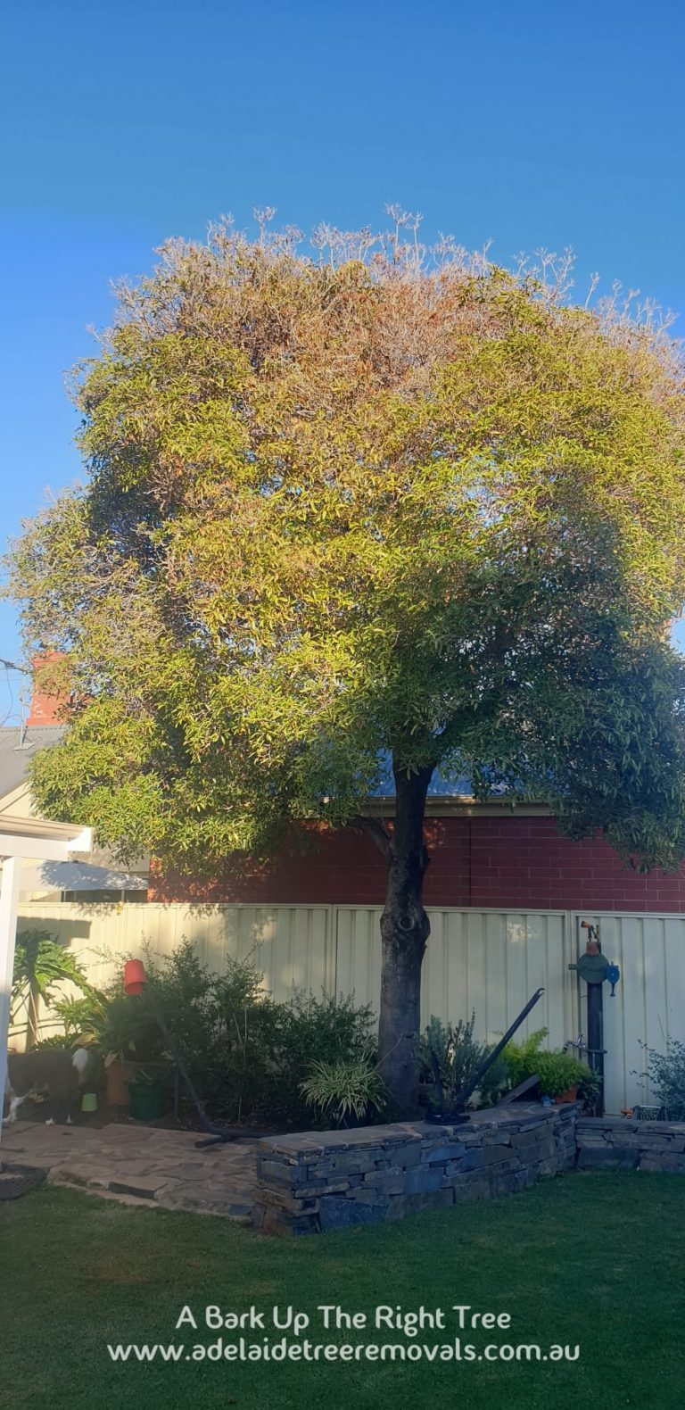 Tree Trimming Adelaide 768x1580