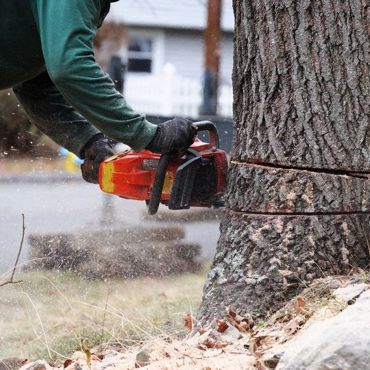 professional tree removal 540x540 1