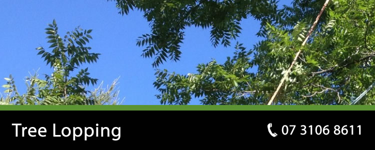tree lopping brisbane