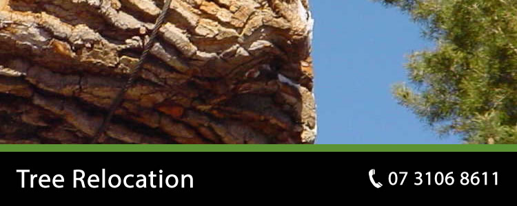 tree relocation brisbane