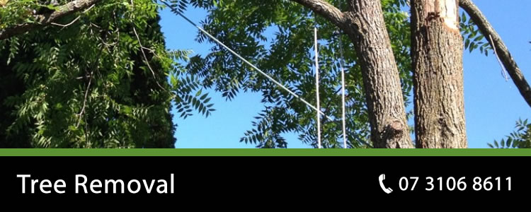 tree removal brisbane