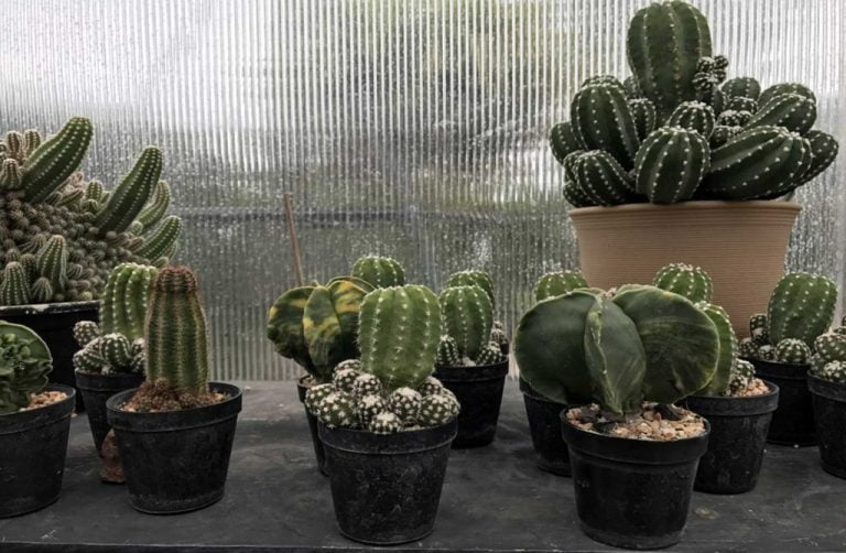 Best succulent grow kits 1 1024x669 1 768x502