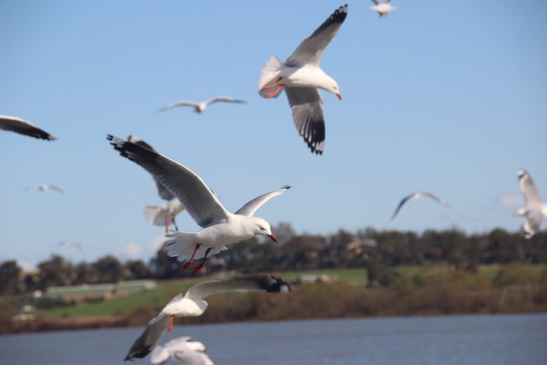 Birdwatching experience with Wow Factor 768x512