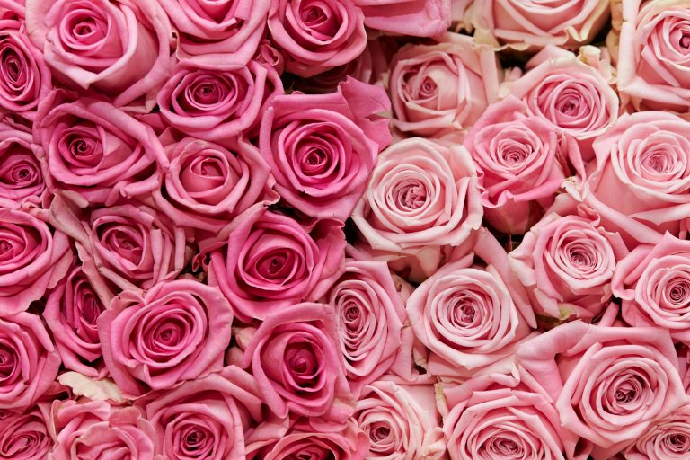 Canva Rose background 768x512