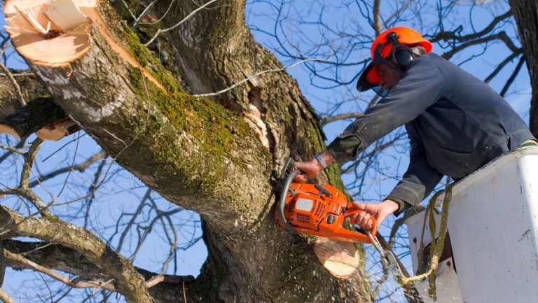 Casey Tree Removal 768x433