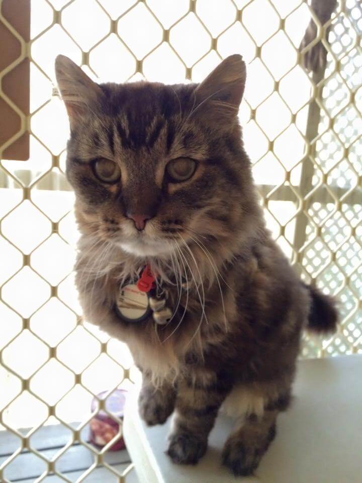 Cat Boarding Epping