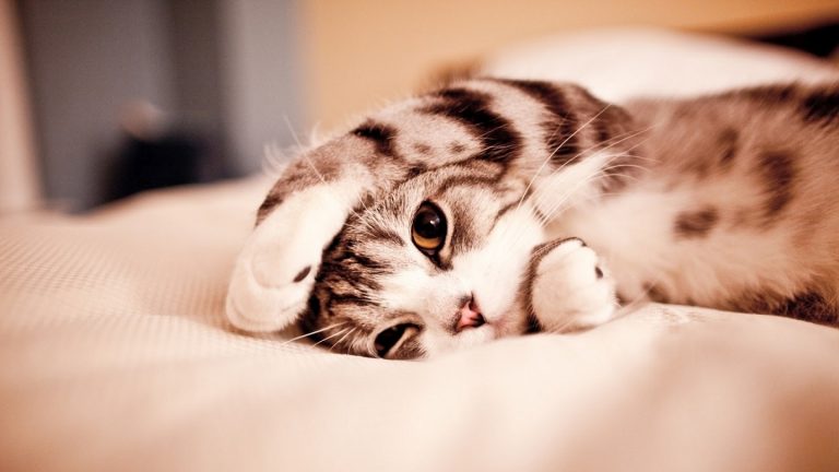 Cool Cat Picture 7 768x432