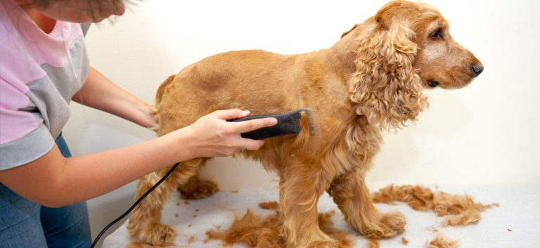 Dog Coat Shave 768x353