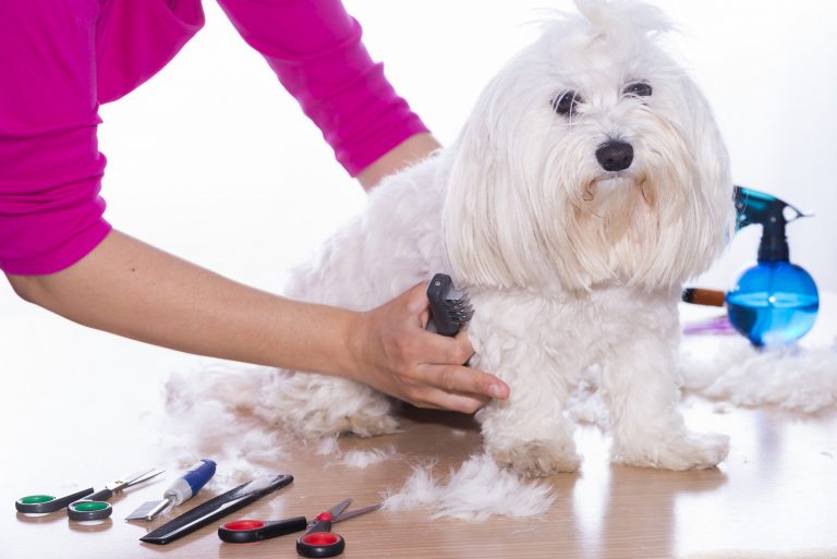 Dog Grooming Supplies 768x513