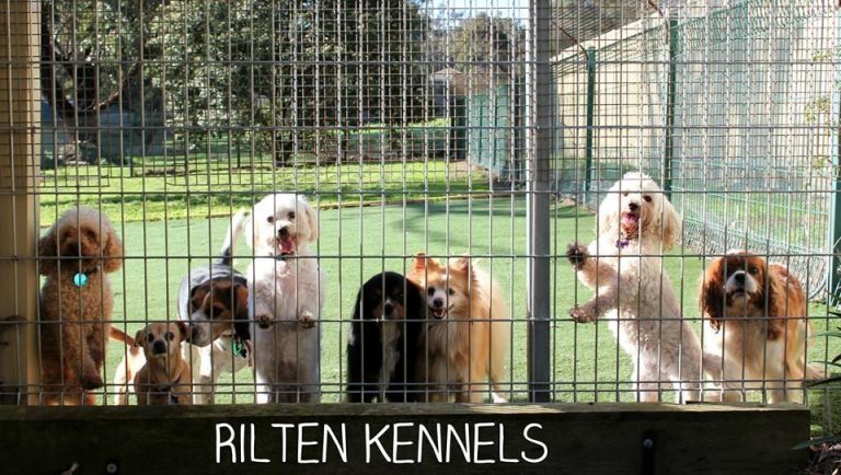 Dog Kennels 768x434