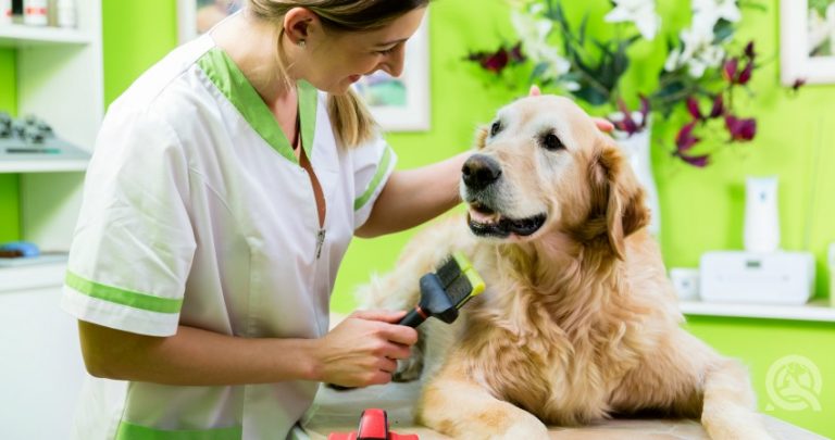 Happy groomer 768x405