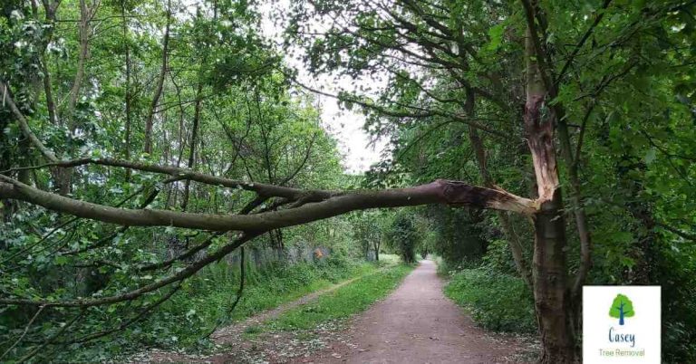 How to Tell if Your Trees Need to Be Removed 768x402