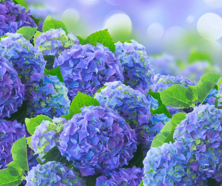 Hydrangeas photo 768x644