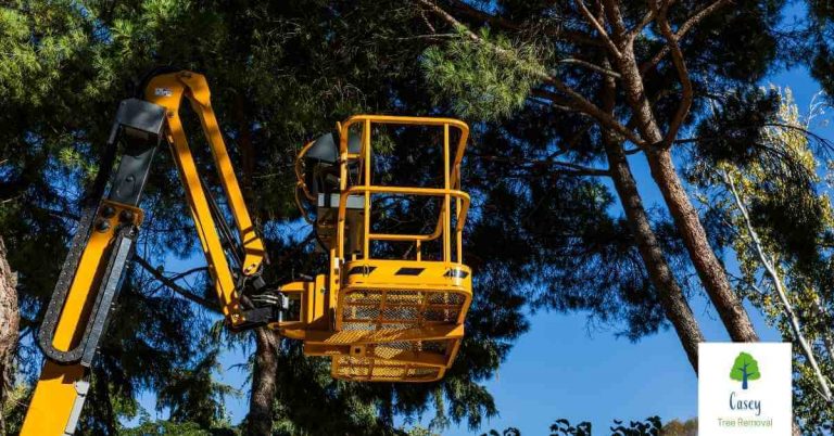 Not Sure If You Need Emergency Tree Services Heres What to Watch For 768x402