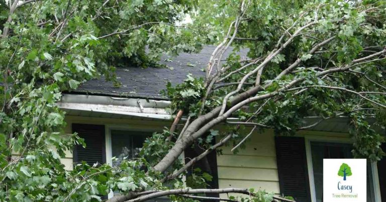 Reducing the Risk of Tree Damage from Storms 768x402