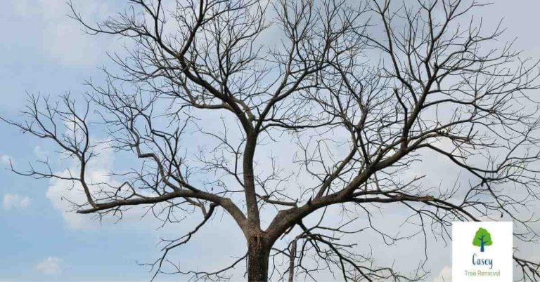 Spotting the Signs of a Diseased Tree 768x402