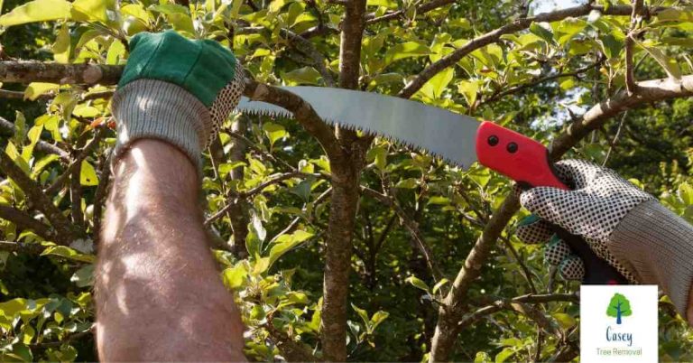The Benefits of Tree Pruning 768x402