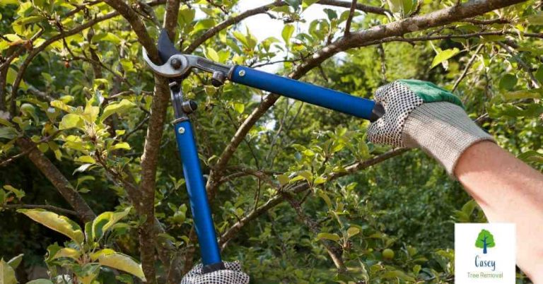 The Process of Pruning Young Trees 768x402